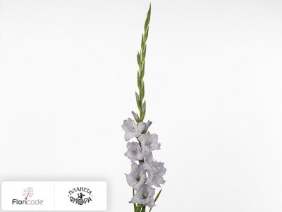 Гладиолус Large-flowered Grp Sweet Blue