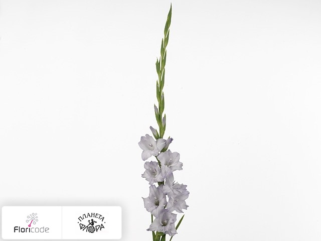 Гладиолус Large-flowered Grp Sweet Blue