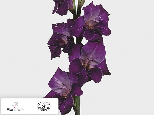Гладиолус Large-flowered Grp Violetta