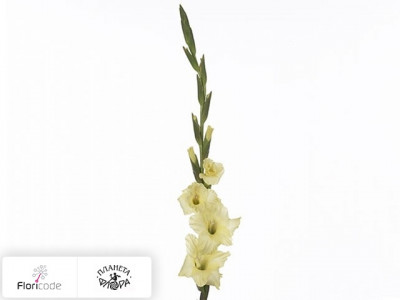 Гладиолус Large-flowered Grp Yellow Top