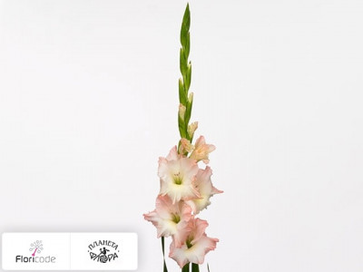 Гладиолус Small-flowered Grp Careless