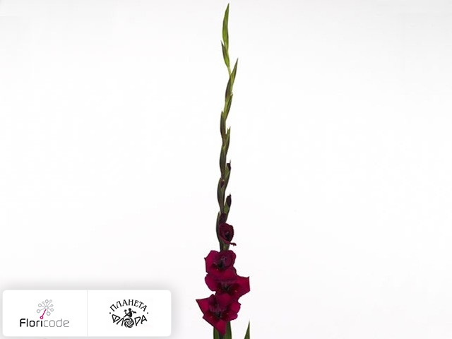 Гладиолус Small-flowered Grp Cayenne