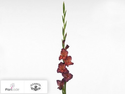 Гладиолус Small-flowered Grp Chocolate