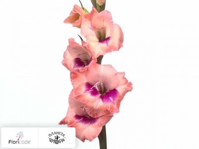 Гладиолус Small-flowered Grp Glamini Eva