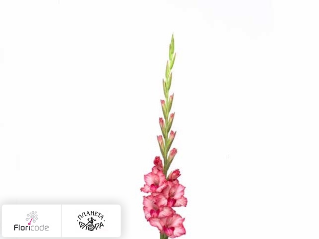 Гладиолус Small-flowered Grp Glamini Kelly