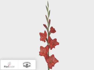 Гладиолус Small-flowered Grp Glamini Paul