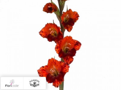 Гладиолус Small-flowered Grp Glamini Simon
