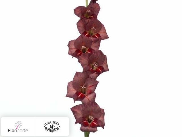 Гладиолус Small-flowered Grp Glamini Thomas
