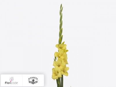 Гладиолус Small-flowered Grp Golden Sunrise