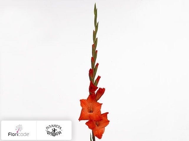Гладиолус Small-flowered Grp Live Oak