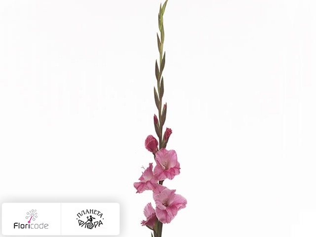 Гладиолус Small-flowered Grp Pink Event