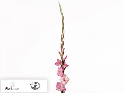Гладиолус Small-flowered Grp Reve Damour