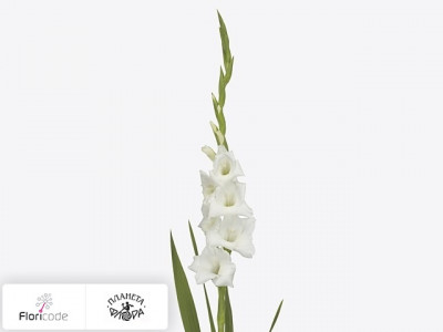 Гладиолус Small-flowered Grp Tibet