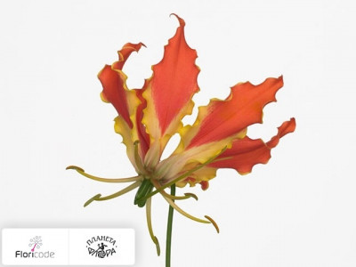 Глориоза Exotic Orange