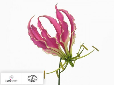 Глориоза Exotic Pink