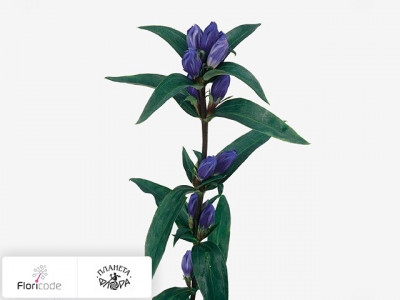 Горечавкой Triflora Royal Blue