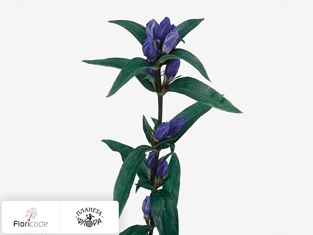 Горечавкой Triflora Royal Blue