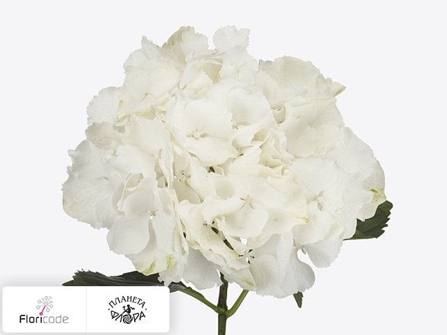 Гортензия крупнолистная Albino