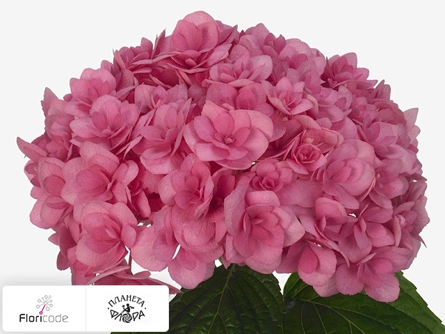 Гортензия крупнолистная Beautensia Caroussel