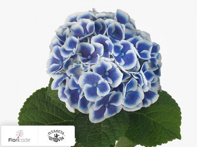 Гортензия крупнолистная Beautensia Dali
