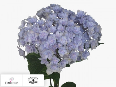 Гортензия крупнолистная Beautensia Luxor (blauw)