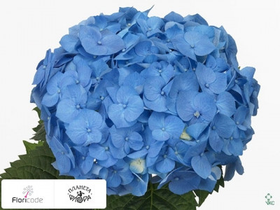 Гортензия крупнолистная Bela (blauw)