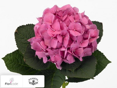 Гортензия крупнолистная Bela (roze)