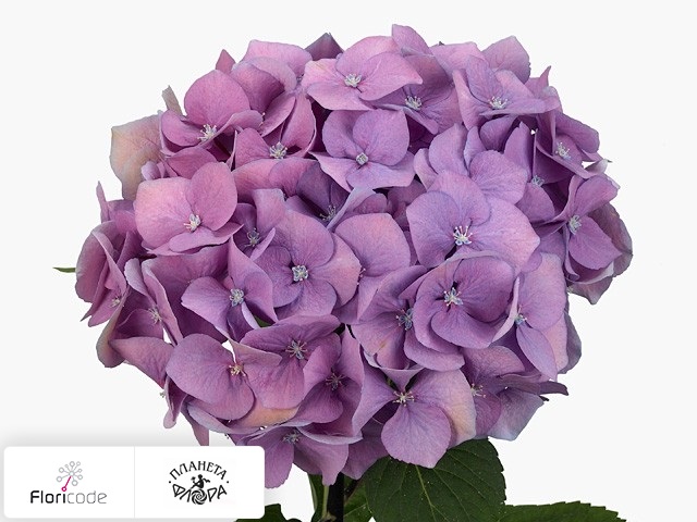 Гортензия крупнолистная Black Steel Blue (blauw)