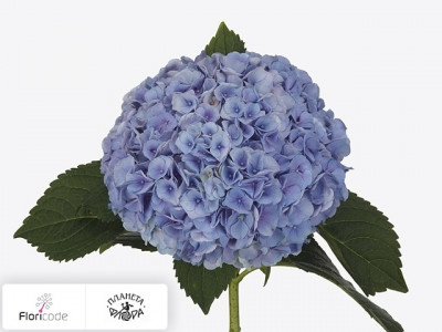 Гортензия крупнолистная Blink (blauw)