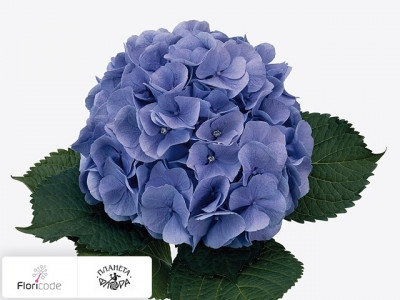 Гортензия крупнолистная Bodensee (blauw)