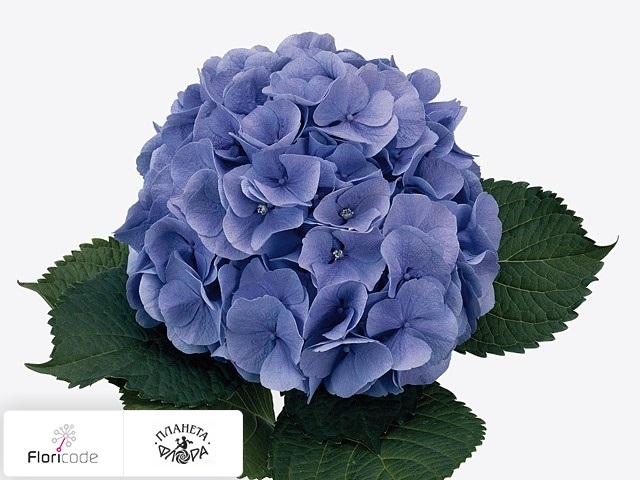 Гортензия крупнолистная Bodensee (blauw)
