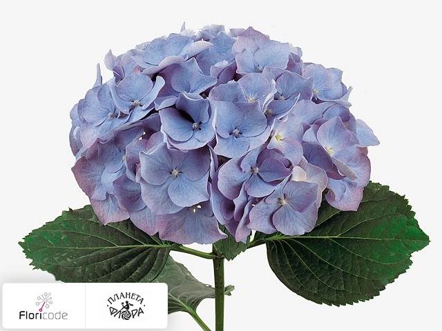 Гортензия крупнолистная Challenge (blauw)
