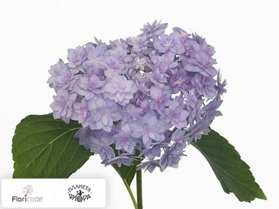 Гортензия крупнолистная Expression (blauw)