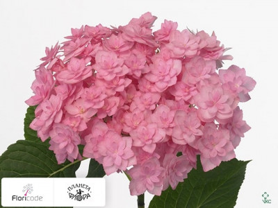 Гортензия крупнолистная Expression (roze)