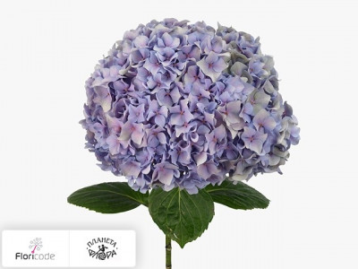 Гортензия крупнолистная Fabulous Blue Lagune (classic)