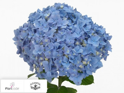 Гортензия крупнолистная Fabulous Blue Lagune