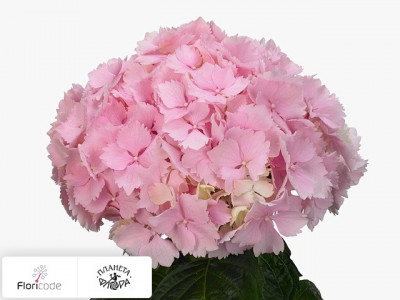 Гортензия крупнолистная Fabulous Bodine
