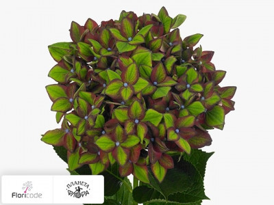 Гортензия крупнолистная Green Flame