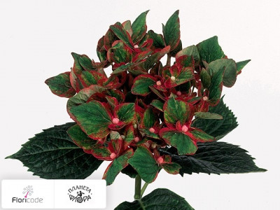 Гортензия крупнолистная Green Star