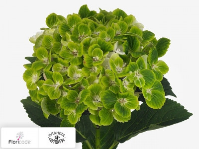 Гортензия крупнолистная Hortmagreclo