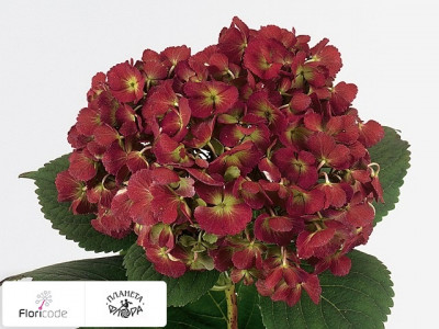 Гортензия крупнолистная Hovaria Homigo (classic rood)