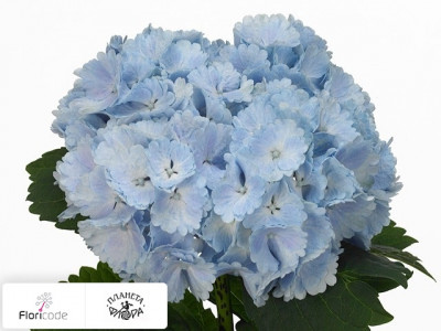Гортензия крупнолистная Lolly Pop (blauw)