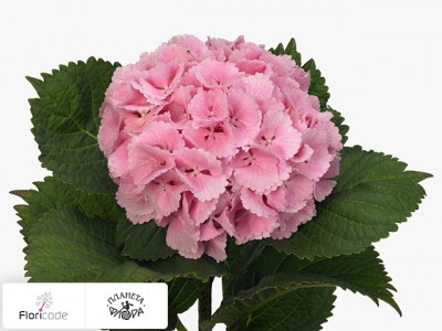 Гортензия крупнолистная Lolly Pop (roze)
