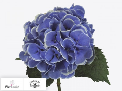Гортензия крупнолистная Magical Cantate (blauw)