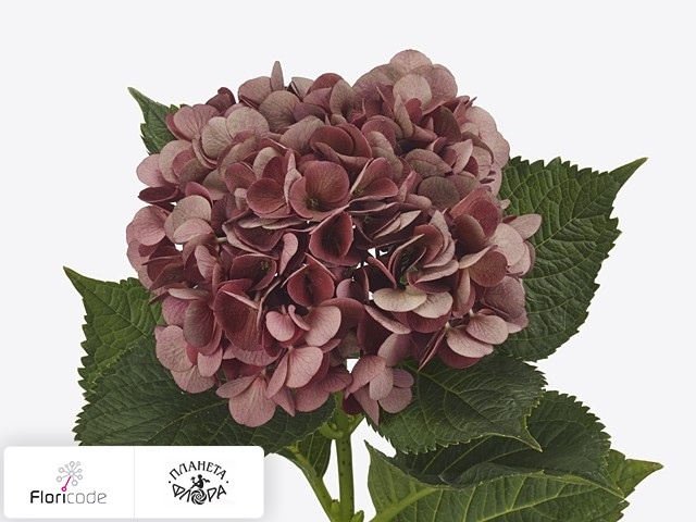 Гортензия крупнолистная Magical Cerise (classic)