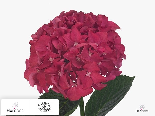 Гортензия крупнолистная Magical Cerise