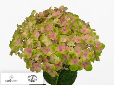 Гортензия крупнолистная Magical Coral (groen)