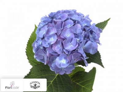 Гортензия крупнолистная Magical Diamond (blauw)