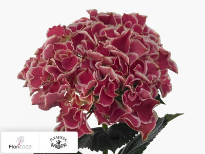 Гортензия крупнолистная Magical Red Harlequin