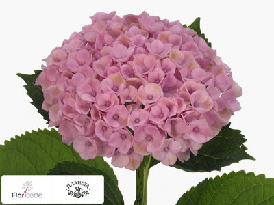 Гортензия крупнолистная Magical Revolution (roze)